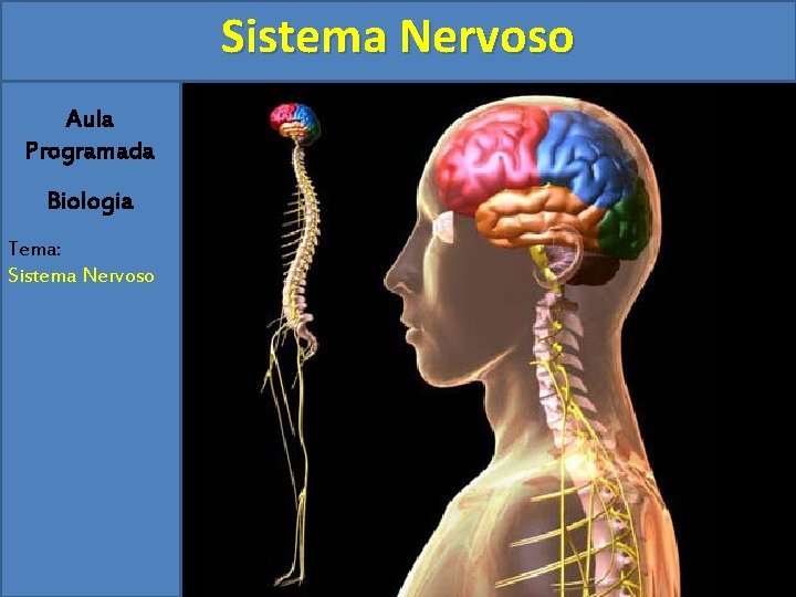 Sistema Nervoso Aula Programada Biologia Tema: Sistema Nervoso 