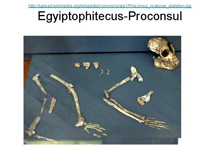 http: //upload. wikimedia. org/wikipedia/commons/a/a 1/Proconsul_nyanzae_skeleton. jpg Egyiptophitecus-Proconsul 
