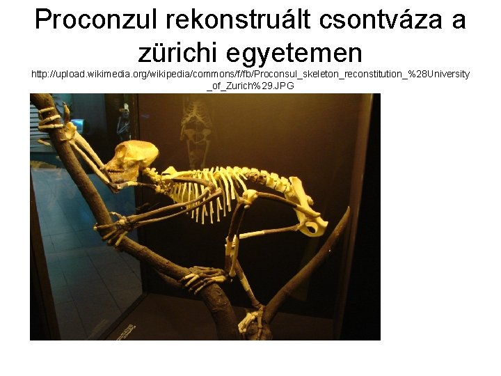 Proconzul rekonstruált csontváza a zürichi egyetemen http: //upload. wikimedia. org/wikipedia/commons/f/fb/Proconsul_skeleton_reconstitution_%28 University _of_Zurich%29. JPG 