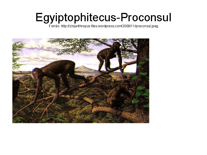 Egyiptophitecus-Proconsul Forrás: http: //zinjanthropus. files. wordpress. com/2008/11/proconsul. jpeg 
