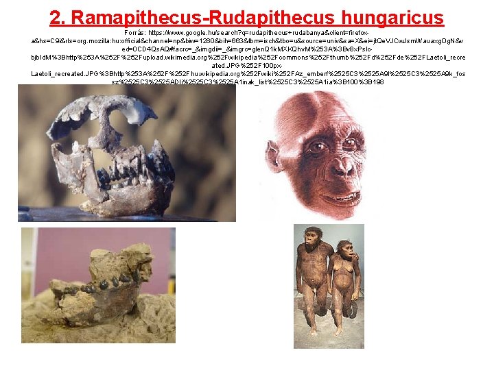 2. Ramapithecus-Rudapithecus hungaricus Forrás: https: //www. google. hu/search? q=rudapithecus+rudabanya&client=firefoxa&hs=C 9 i&rls=org. mozilla: hu: official&channel=np&biw=1280&bih=663&tbm=isch&tbo=u&source=univ&sa=X&ei=jt.
