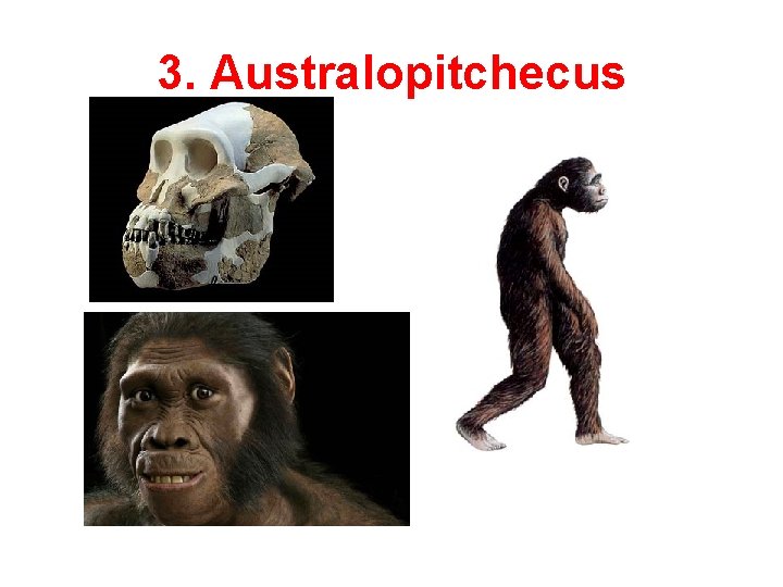 3. Australopitchecus 