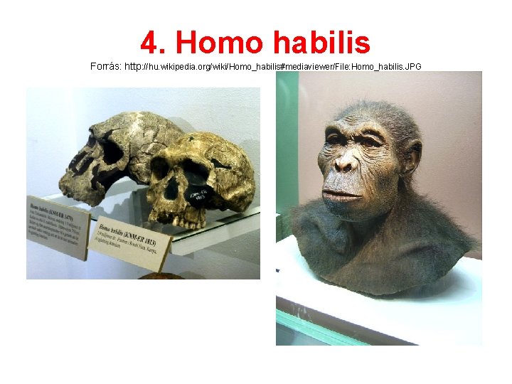 4. Homo habilis Forrás: http: //hu. wikipedia. org/wiki/Homo_habilis#mediaviewer/File: Homo_habilis. JPG • 