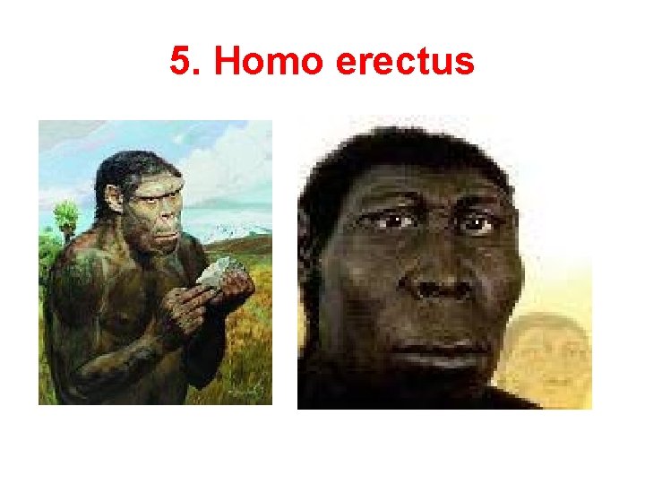 5. Homo erectus 