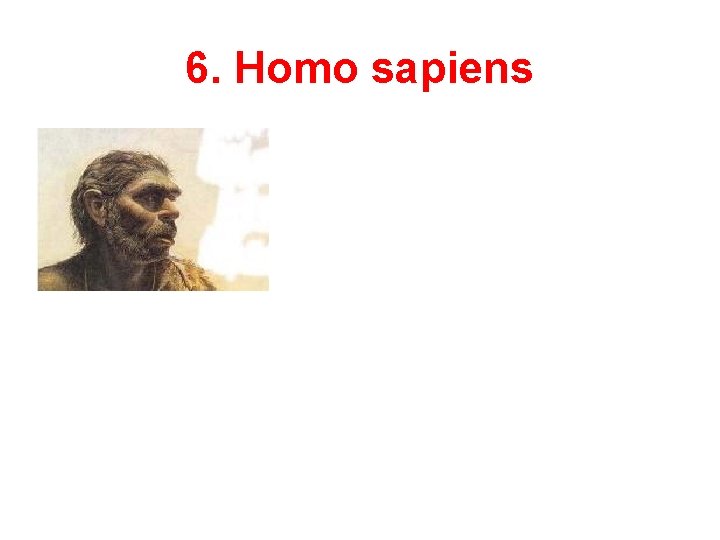 6. Homo sapiens 