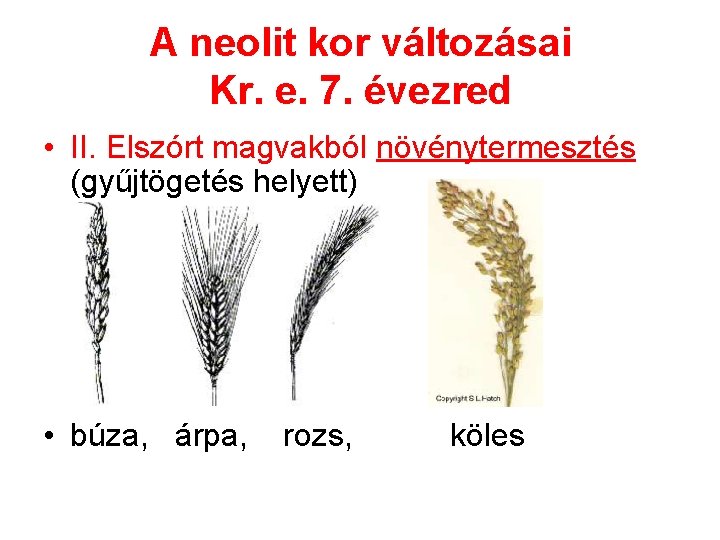 A neolit kor változásai Kr. e. 7. évezred • II. Elszórt magvakból növénytermesztés (gyűjtögetés