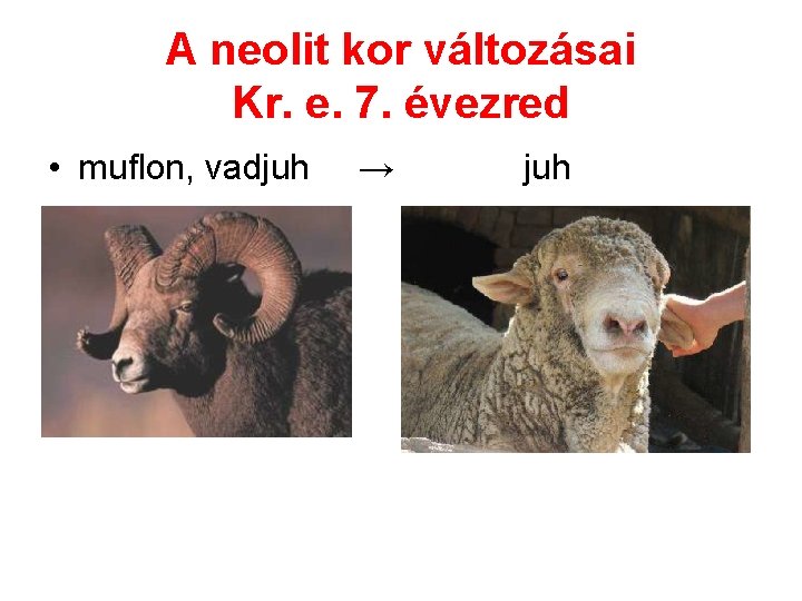 A neolit kor változásai Kr. e. 7. évezred • muflon, vadjuh → juh 