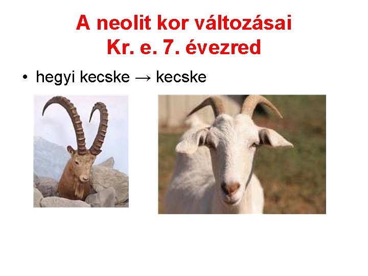 A neolit kor változásai Kr. e. 7. évezred • hegyi kecske → kecske 