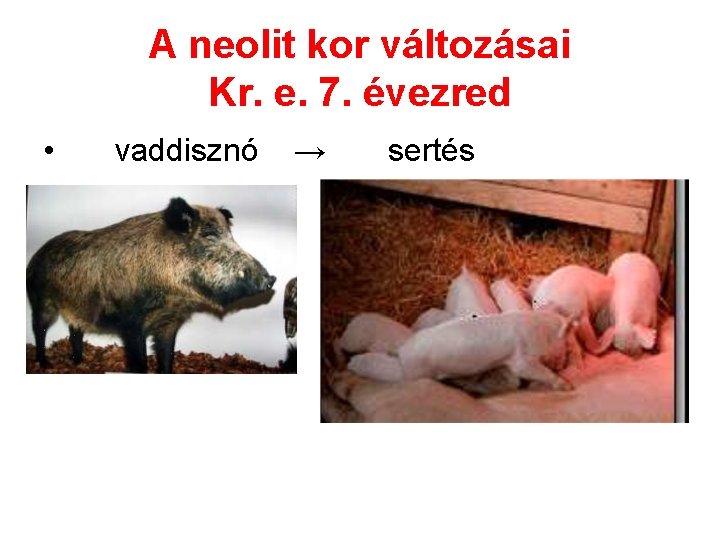 A neolit kor változásai Kr. e. 7. évezred • vaddisznó → sertés 