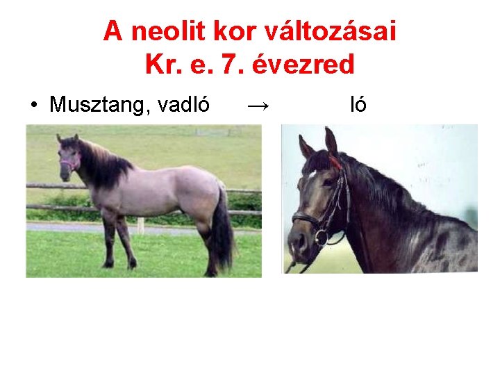 A neolit kor változásai Kr. e. 7. évezred • Musztang, vadló → ló 