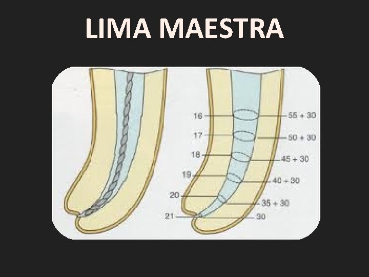 LIMA MAESTRA 