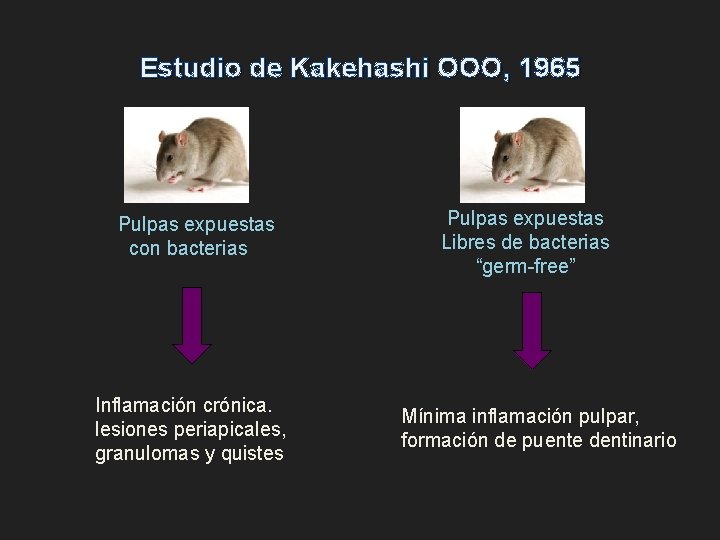 Estudio de Kakehashi OOO, 1965 Pulpas expuestas con bacterias Inflamación crónica. lesiones periapicales, granulomas