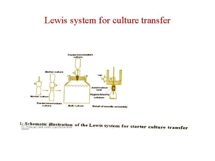 Lewis system for culture transfer 