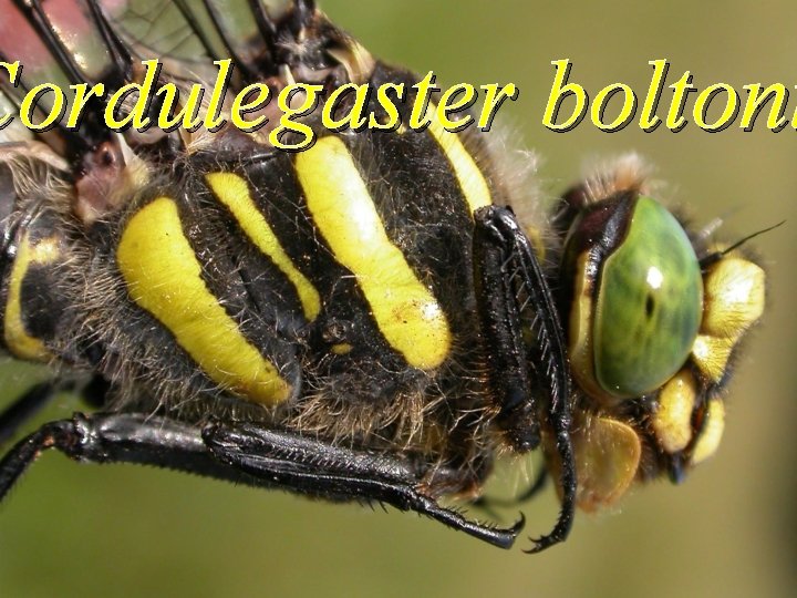 Cordulegaster boltoni Cordulegaster boltoni