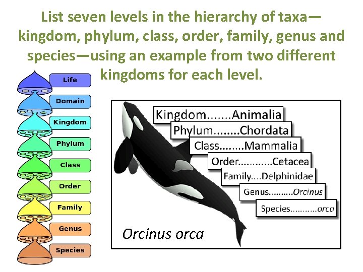 List seven levels in the hierarchy of taxa— kingdom, phylum, class, order, family, genus List seven levels in the hierarchy of taxa— kingdom, phylum, class, order, family, genus
