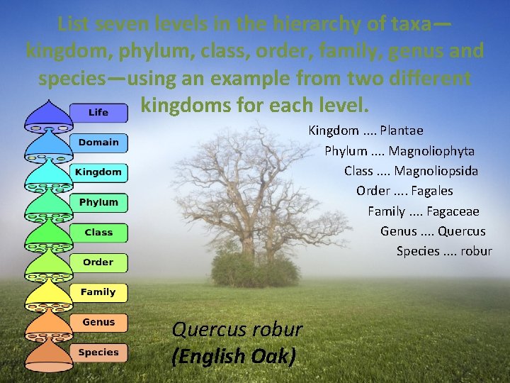List seven levels in the hierarchy of taxa— kingdom, phylum, class, order, family, genus List seven levels in the hierarchy of taxa— kingdom, phylum, class, order, family, genus