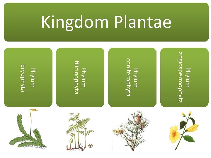 Kingdom Plantae Phylum angiospermophyta Phylum coniferophyta Phylum filicinophyta Phylum bryophyta Kingdom Plantae Phylum angiospermophyta Phylum coniferophyta Phylum filicinophyta Phylum bryophyta