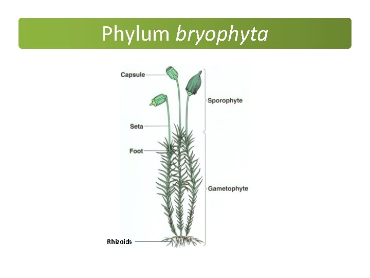 Phylum bryophyta Rhizoids Phylum bryophyta Rhizoids