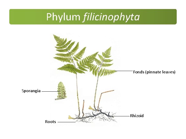 Phylum filicinophyta Fonds (pinnate leaves) Sporangia Rhizoid Roots Phylum filicinophyta Fonds (pinnate leaves) Sporangia Rhizoid Roots