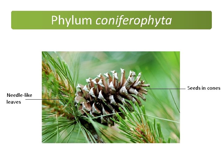 Phylum coniferophyta Seeds in cones Needle-like leaves Phylum coniferophyta Seeds in cones Needle-like leaves