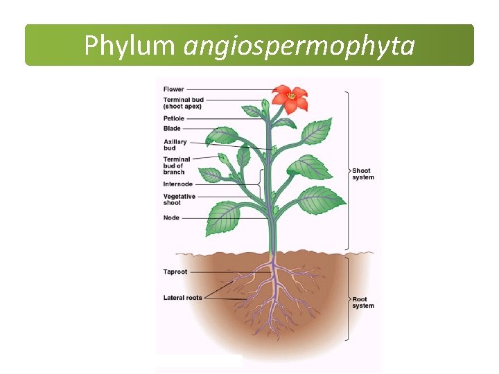 Phylum angiospermophyta Phylum angiospermophyta