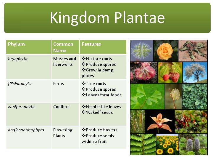 Kingdom Plantae Phylum Common Name Features bryophyta Mosses and liverworts v. No true roots Kingdom Plantae Phylum Common Name Features bryophyta Mosses and liverworts v. No true roots