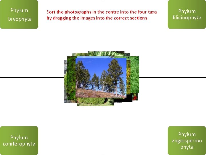 Phylum bryophyta Phylum coniferophyta Sort the photographs in the centre into the four taxa Phylum bryophyta Phylum coniferophyta Sort the photographs in the centre into the four taxa