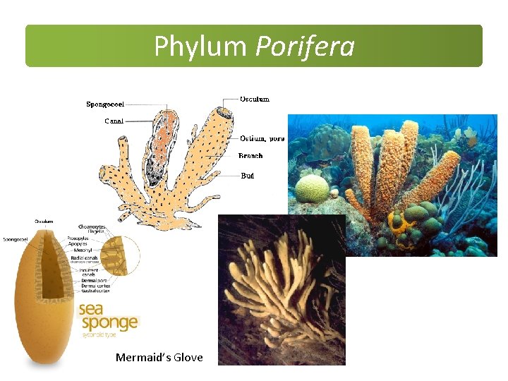 Phylum Porifera Mermaid’s Glove Phylum Porifera Mermaid’s Glove