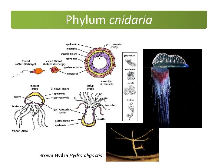 Phylum cnidaria Brown Hydra oligactis Phylum cnidaria Brown Hydra oligactis