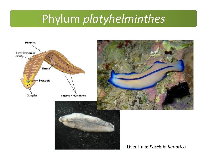Phylum platyhelminthes Liver fluke Fasciola hepatica Phylum platyhelminthes Liver fluke Fasciola hepatica