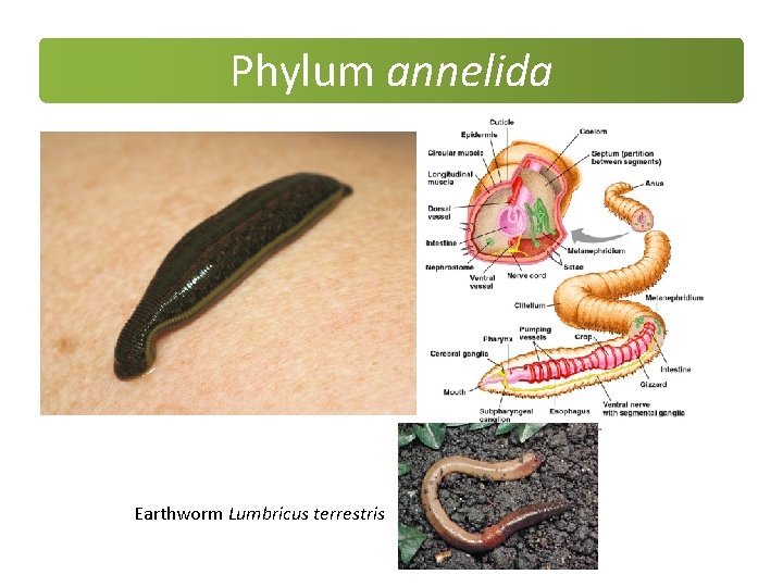 Phylum annelida Earthworm Lumbricus terrestris Phylum annelida Earthworm Lumbricus terrestris