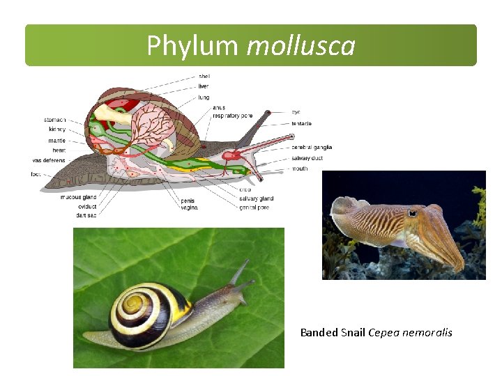 Phylum mollusca Banded Snail Cepea nemoralis Phylum mollusca Banded Snail Cepea nemoralis