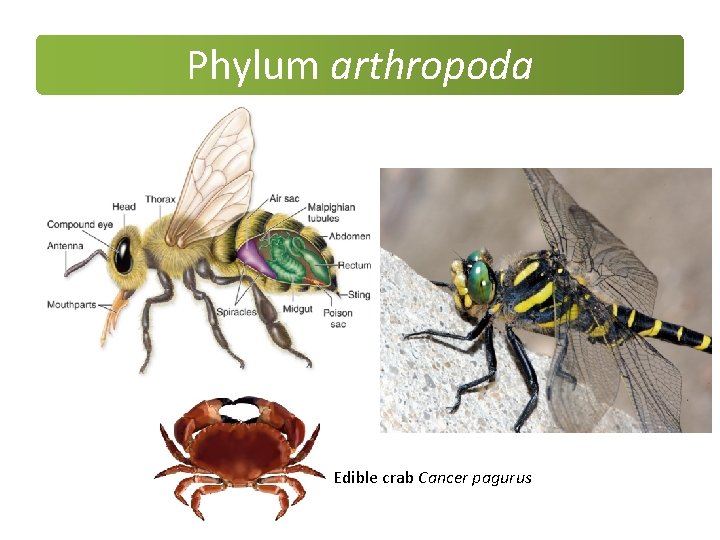 Phylum arthropoda Edible crab Cancer pagurus Phylum arthropoda Edible crab Cancer pagurus