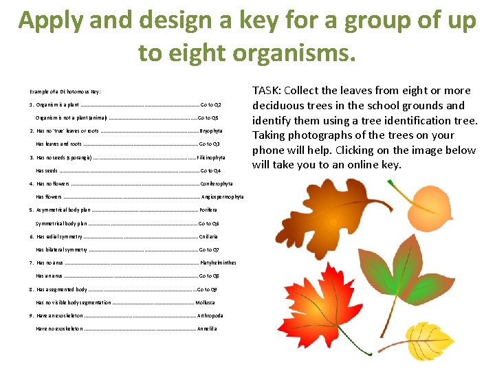 Apply and design a key for a group of up to eight organisms. Example Apply and design a key for a group of up to eight organisms. Example