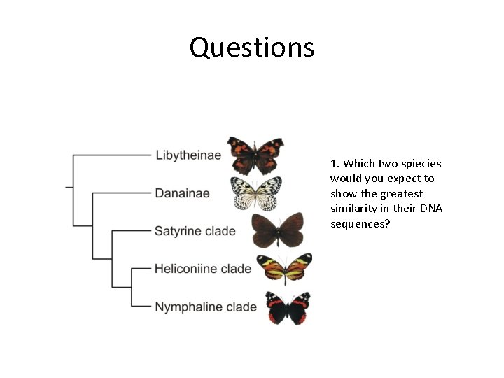 Questions 1. Which two spiecies would you expect to show the greatest similarity in Questions 1. Which two spiecies would you expect to show the greatest similarity in