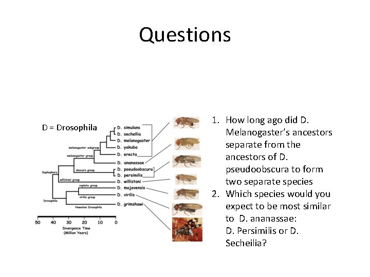 Questions D = Drosophila 1. How long ago did D. Melanogaster’s ancestors separate from Questions D = Drosophila 1. How long ago did D. Melanogaster’s ancestors separate from