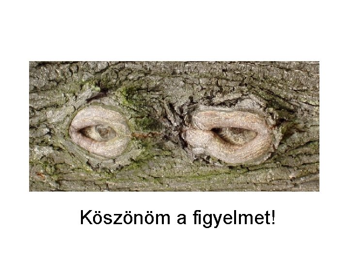 Köszönöm a figyelmet! 