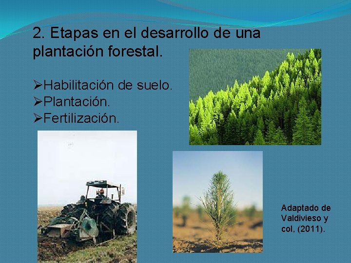 2. Etapas en el desarrollo de una plantación forestal. ØHabilitación de suelo. ØPlantación. ØFertilización.
