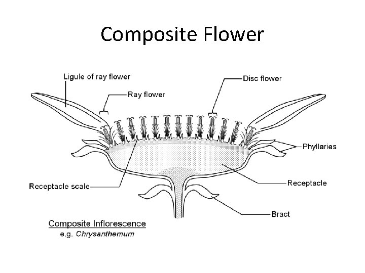 Composite Flower 