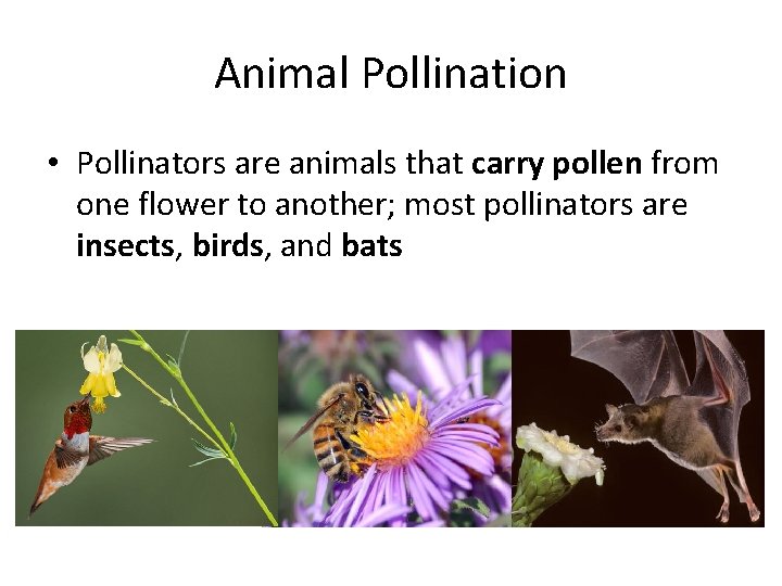 Animal Pollination • Pollinators are animals that carry pollen from one flower to another;