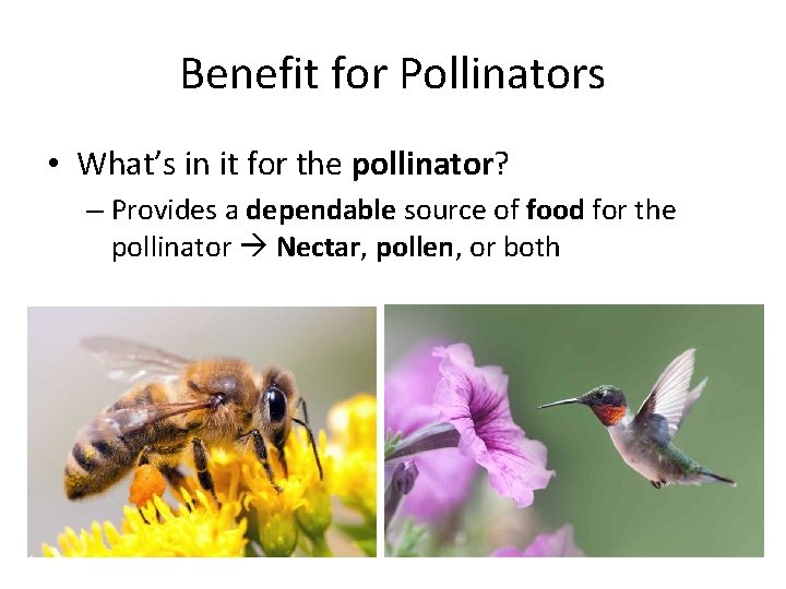 Benefit for Pollinators • What’s in it for the pollinator? – Provides a dependable