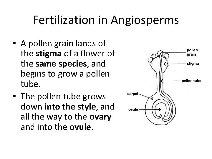 Fertilization in Angiosperms • A pollen grain lands of the stigma of a flower