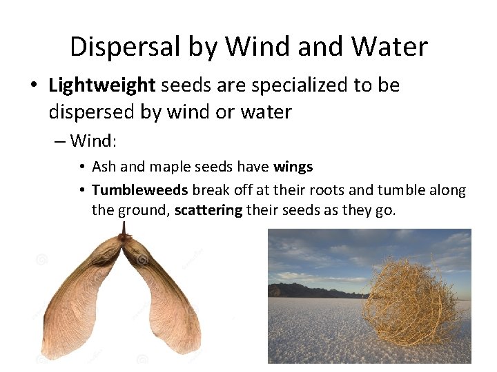 Dispersal by Wind and Water • Lightweight seeds are specialized to be dispersed by