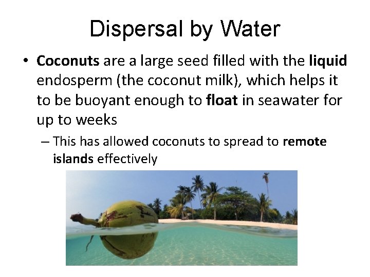 Dispersal by Water • Coconuts are a large seed filled with the liquid endosperm