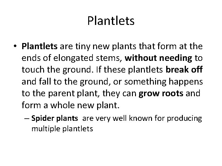 Plantlets • Plantlets are tiny new plants that form at the ends of elongated