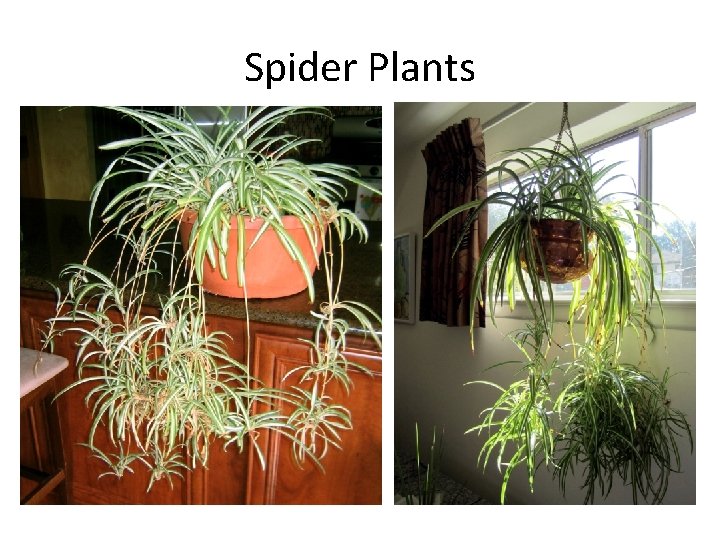 Spider Plants 