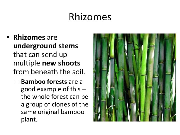 Rhizomes • Rhizomes are underground stems that can send up multiple new shoots from