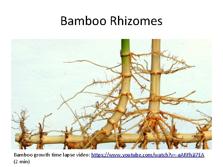 Bamboo Rhizomes Bamboo growth time lapse video: https: //www. youtube. com/watch? v=-a. ARFhj. J