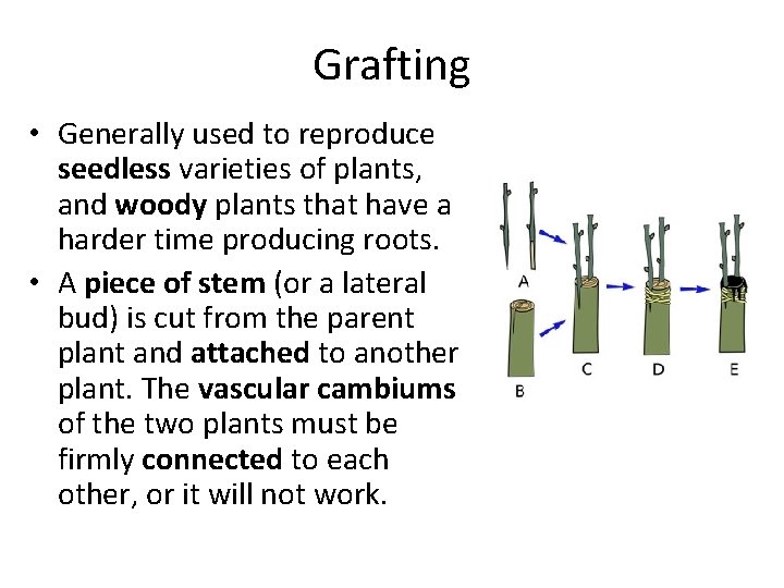 Grafting • Generally used to reproduce seedless varieties of plants, and woody plants that