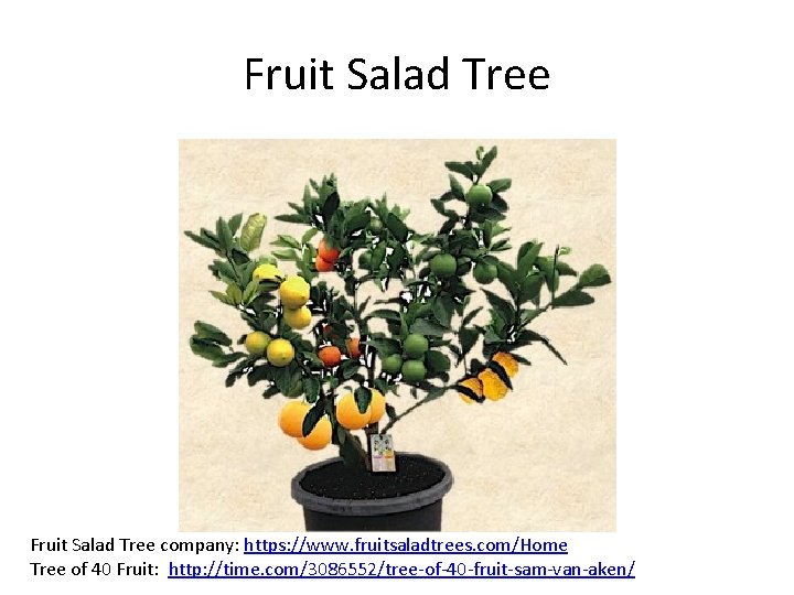 Fruit Salad Tree company: https: //www. fruitsaladtrees. com/Home Tree of 40 Fruit: http: //time.